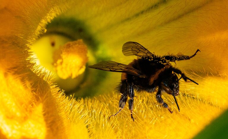 bumblebees crop disease