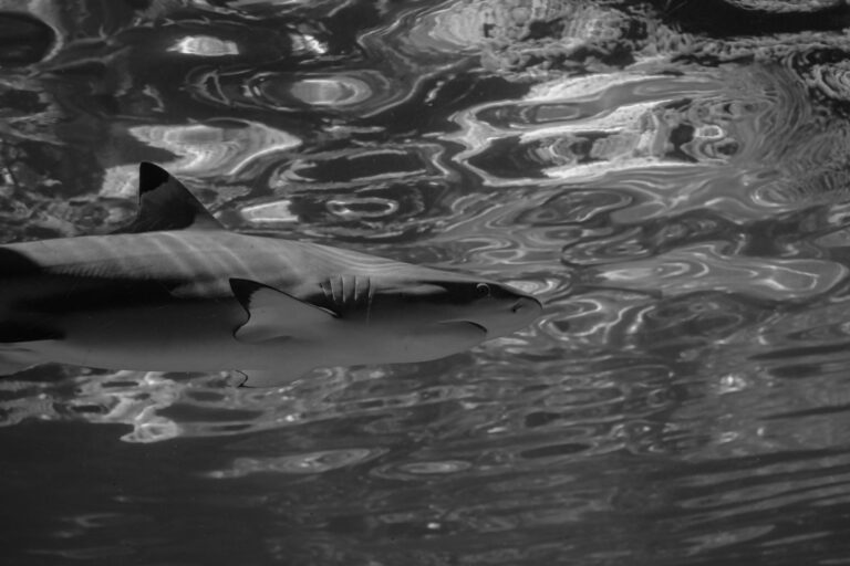 blacktip sharks hearing